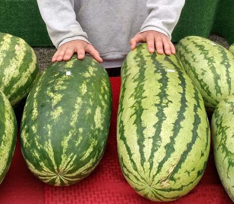 Watermelons on Table at Farmer's Market