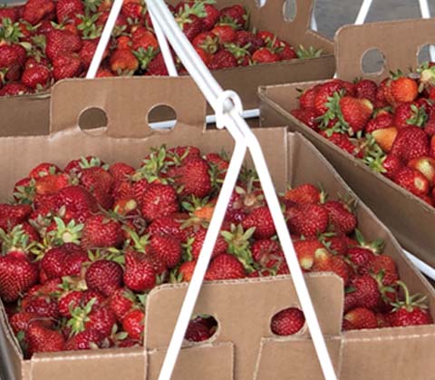 Picked Strawberries in Cardboard Containers