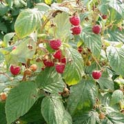 Fall Raspberries Ready for Picking