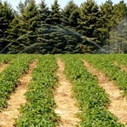 Strawberry Field