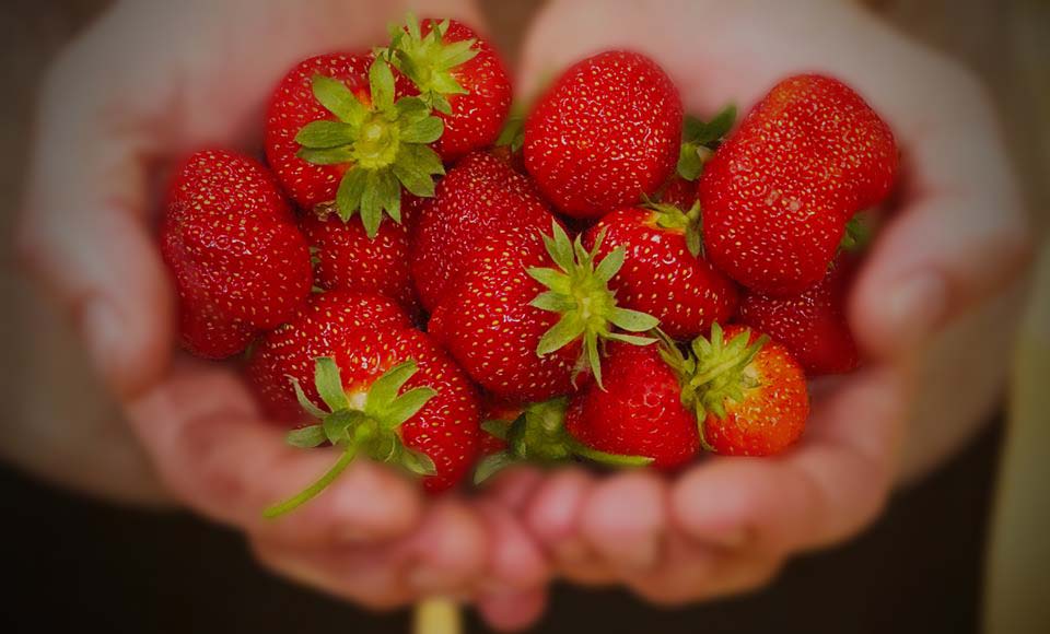 Hands Holding Strawberries