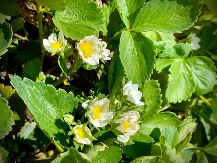 2021 Strawberry Blossoms