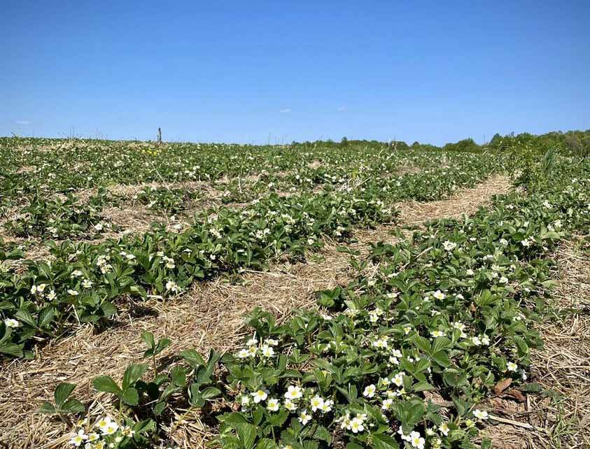 Strawberry Plants Full Bloom