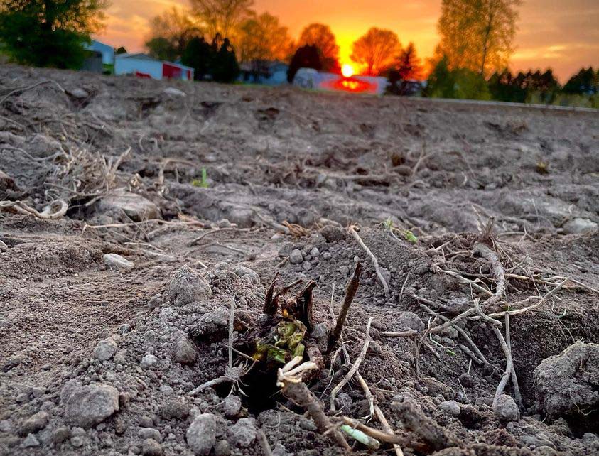 New Strawberry Plant in Ground