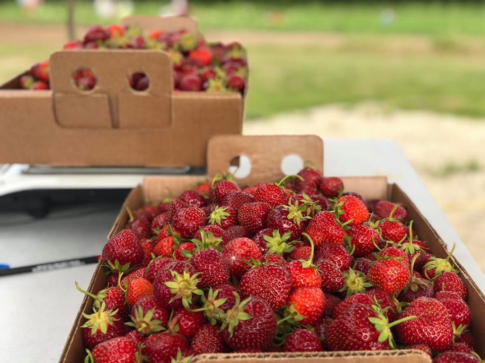 Strawberries in a Box