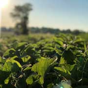 Strawberry Field